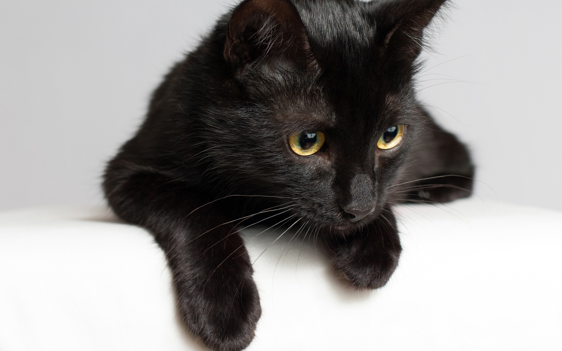 Черные кошки 10. Бомбейская кошка длинношерстная. Бомбейская кошка длинношерстная черная. Европейская короткошерстная кошка черная. Европейская короткошерстная кошка черная дымчатая.