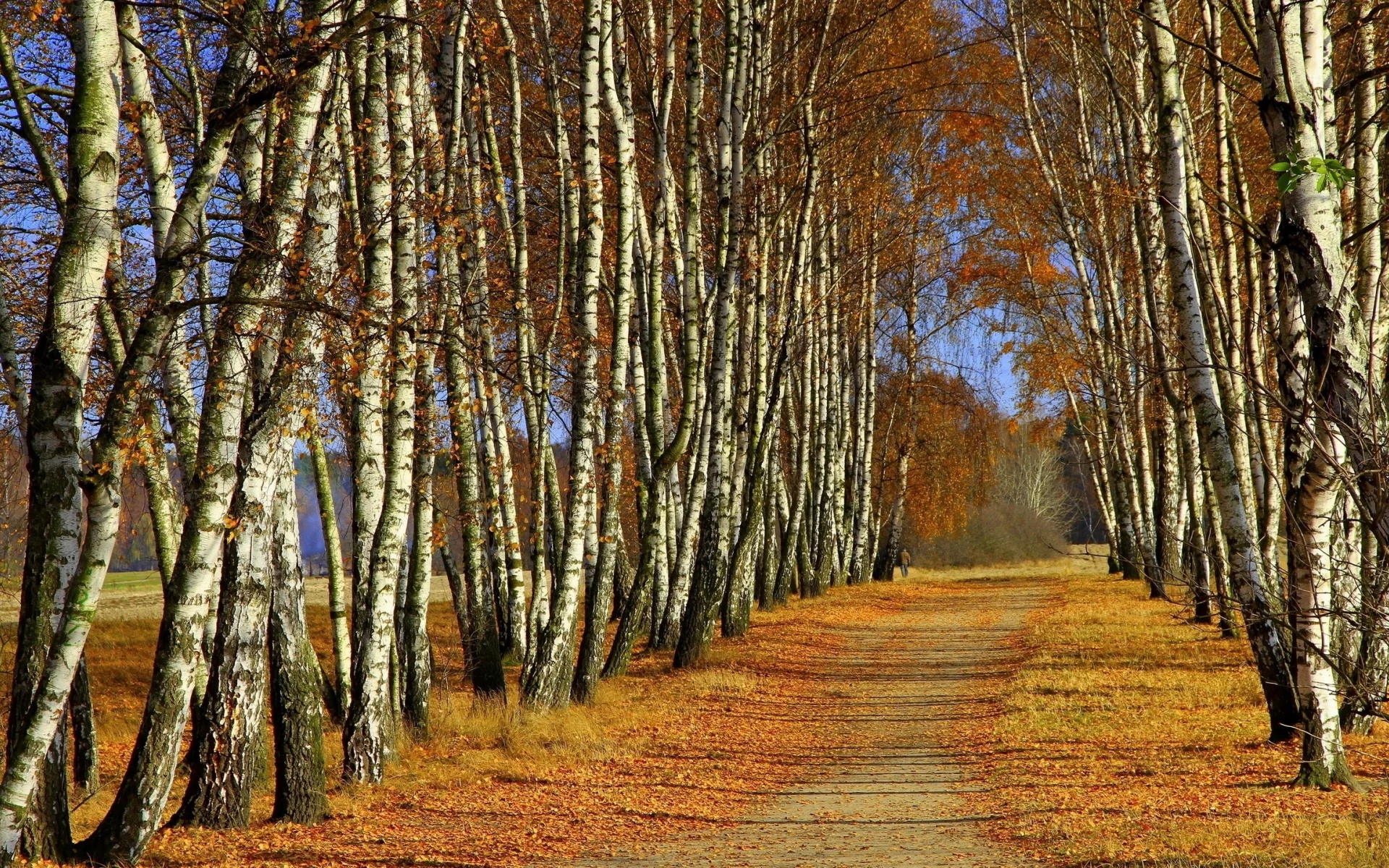 аллея, деревья, берёзы