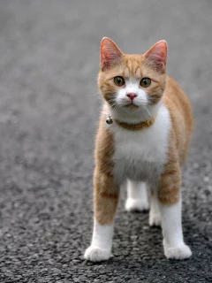 кошка, животные, взгляд