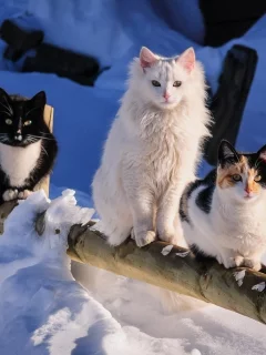 кошки, снег, зима