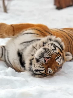 тигр, лежит, на снегу