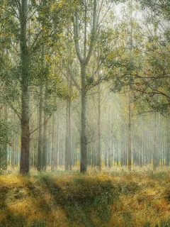 лес, природа, деревья, трава