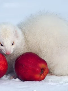 писец, снег, яблоки