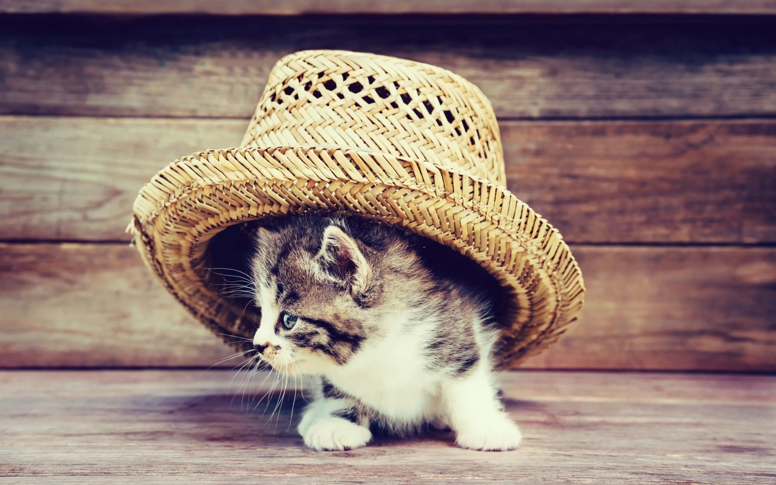 котенок, шляпа