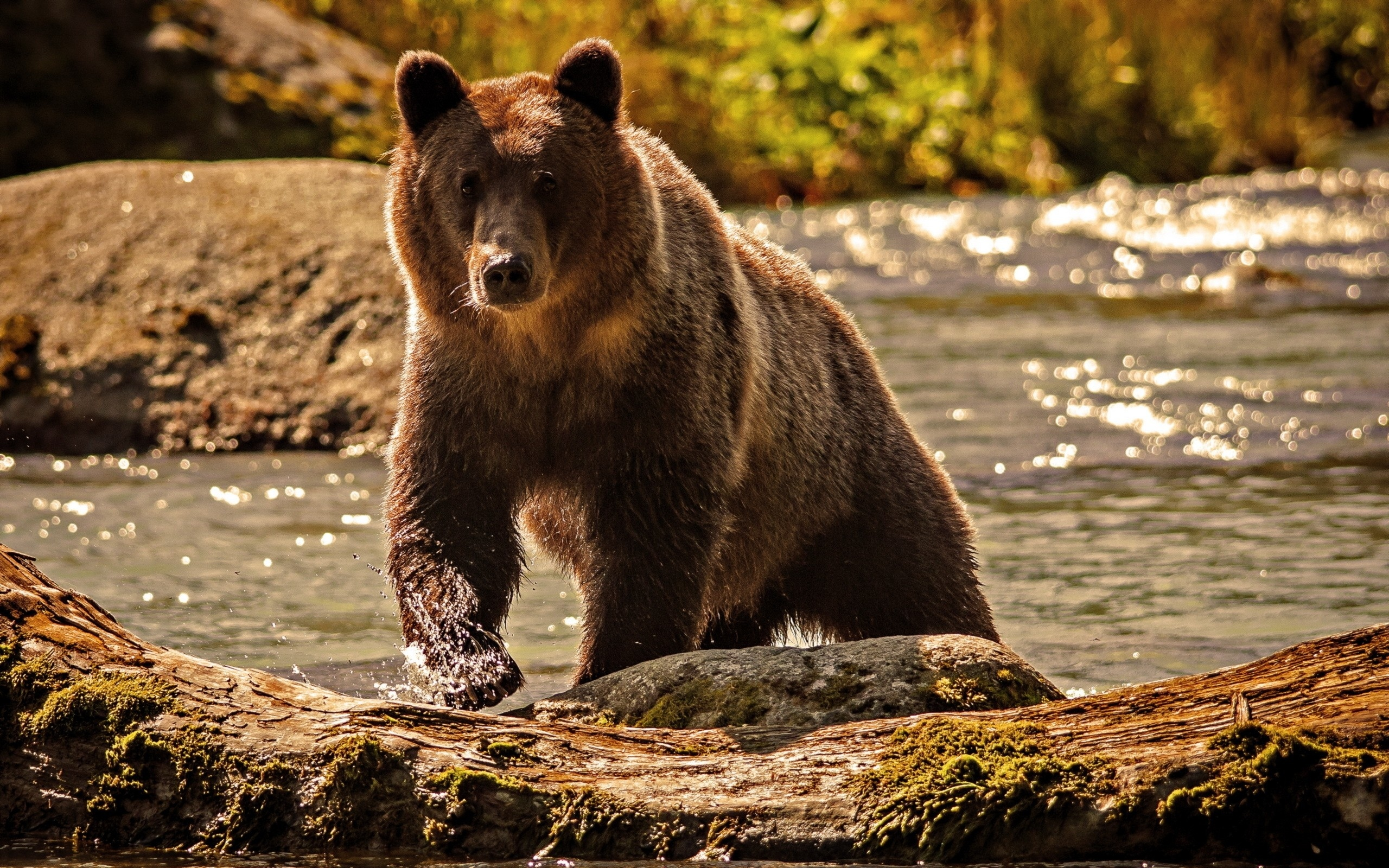 медведь, берег, реки