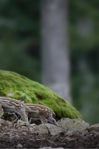 животные, выводок