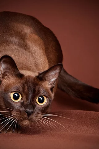 кошка, животные, взгляд