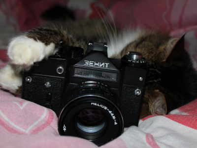 кошка, фотоаппарат