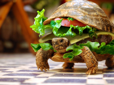 черепаха, бутерброд