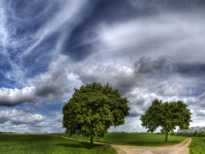 поле, деревья, облака