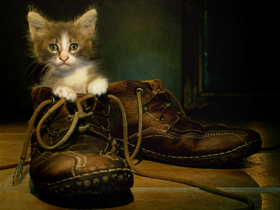 котёнок, в ботинке
