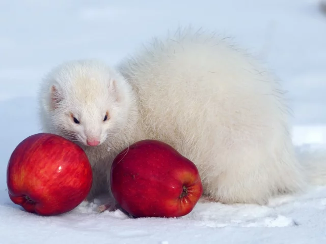 писец, снег, яблоки