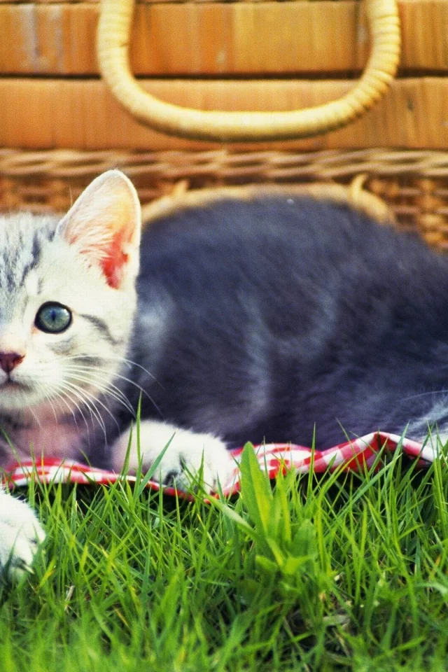 котята, трава