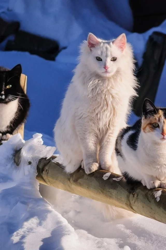 кошки, снег, зима