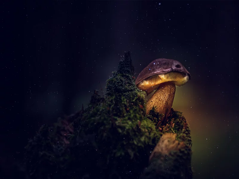 природа, гриб, ночь