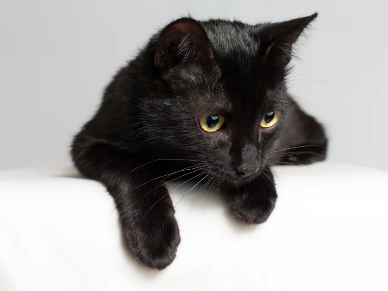 кошка, животные, взгляд, уши