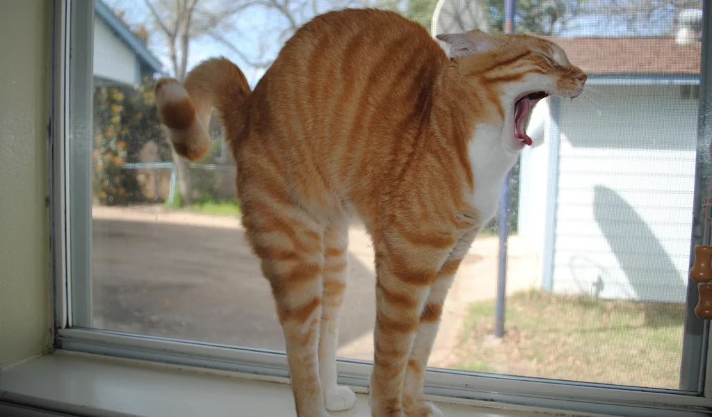 кошка, подоконник