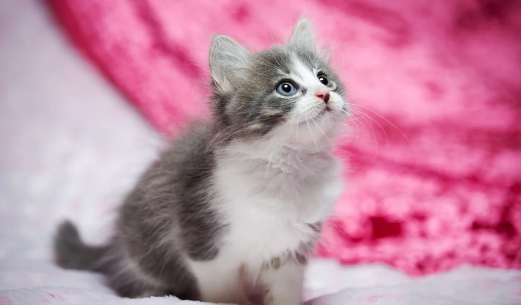 котёнок, взгляд