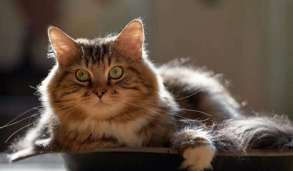 кот, взгляд, усы