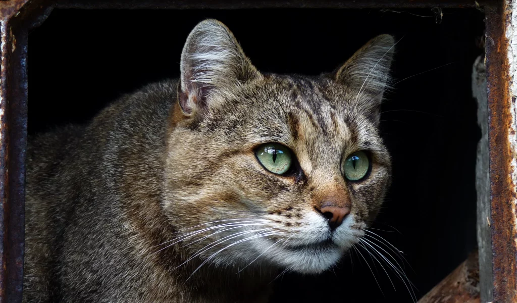 кот, взгляд, усы