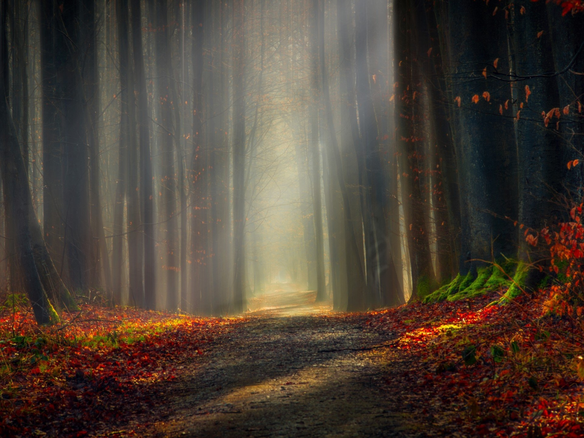 forest, outdoor, nature, shadow, light