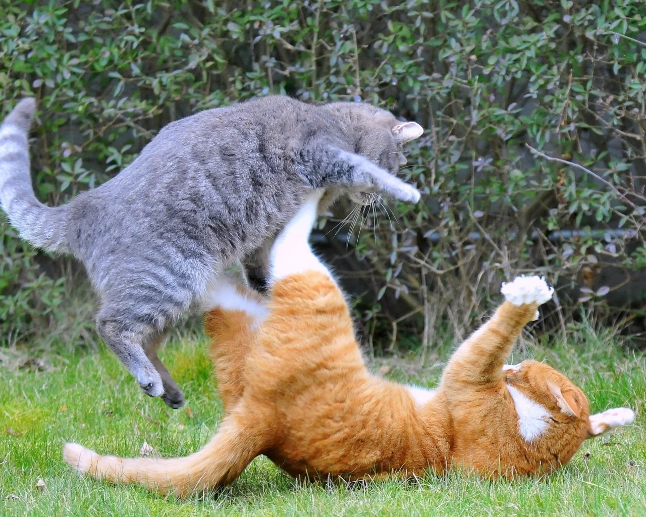 коты, схватка