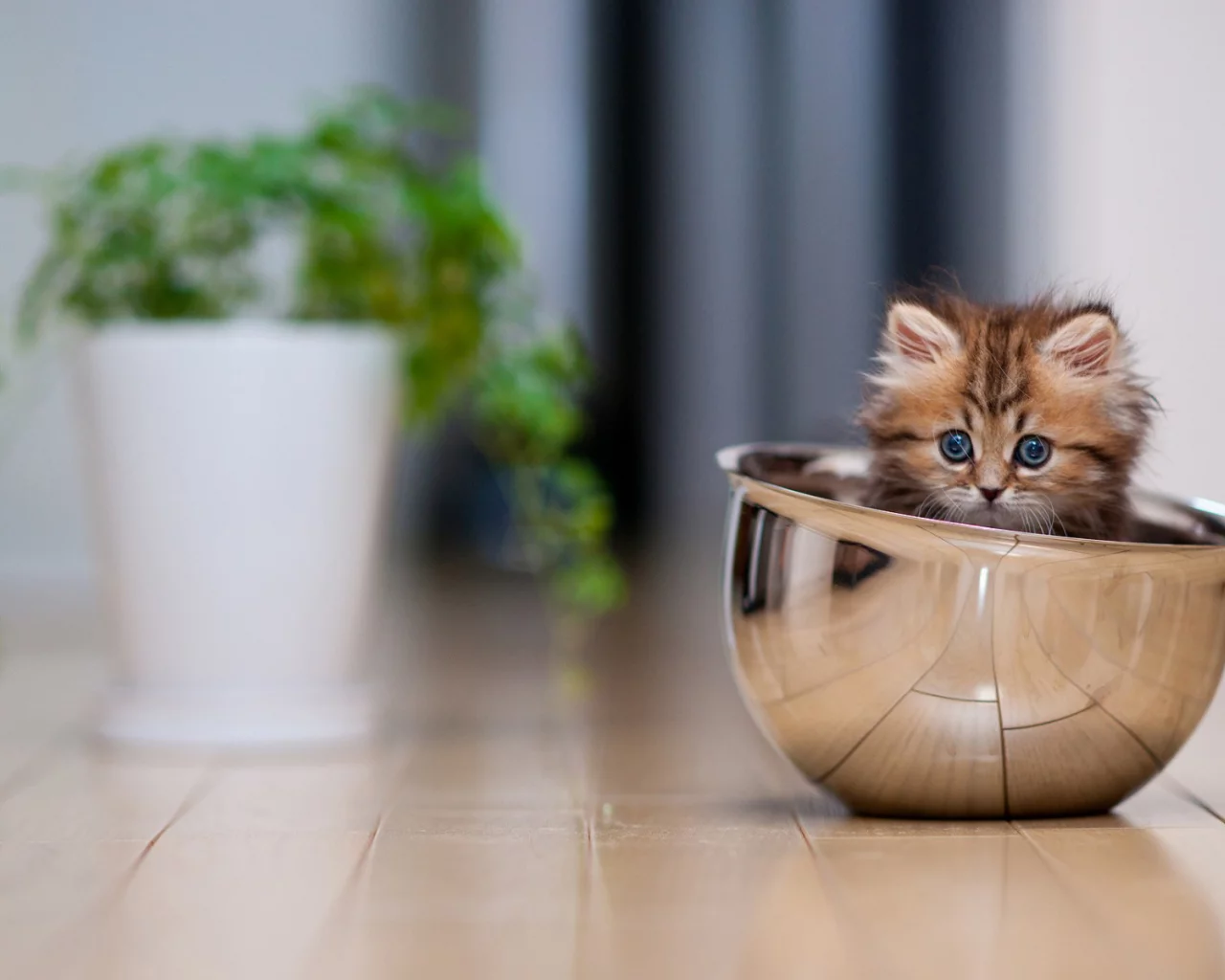 котёнок, маленький, в миске