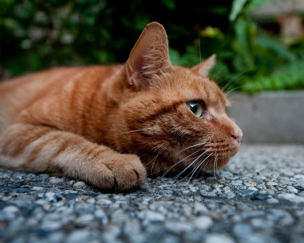 кот, взгляд