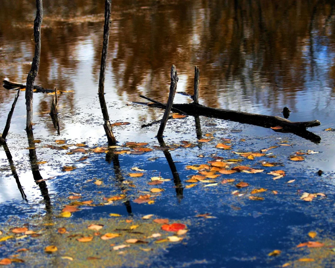 вода, листья, деревья
