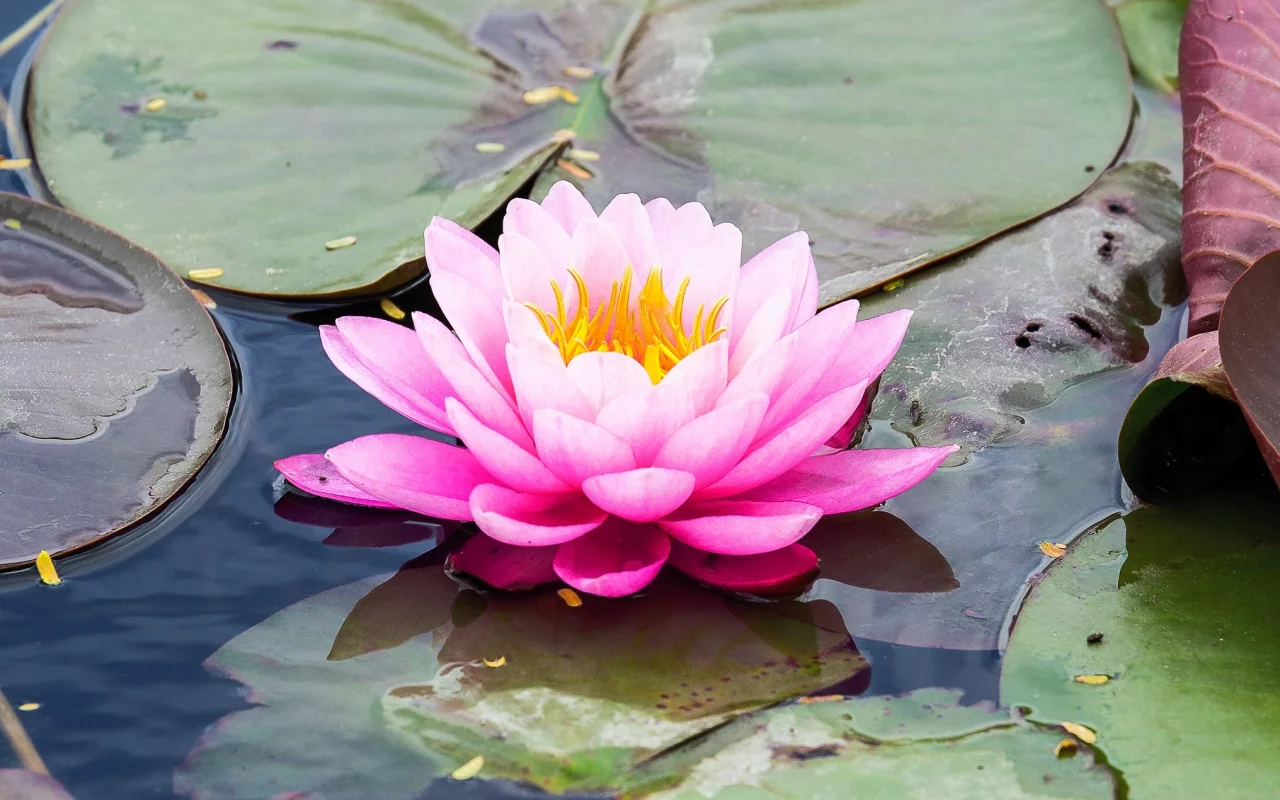 кувшинка, вода