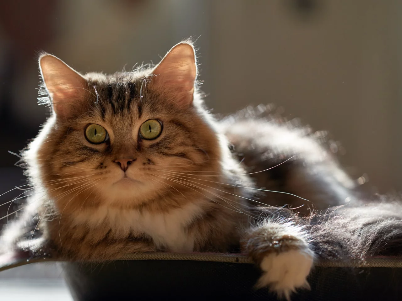 кот, взгляд, усы