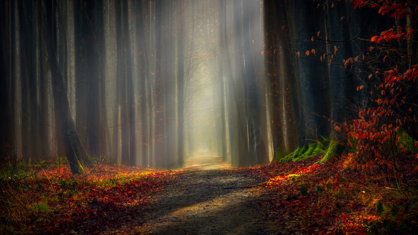 forest, outdoor, nature, shadow, light