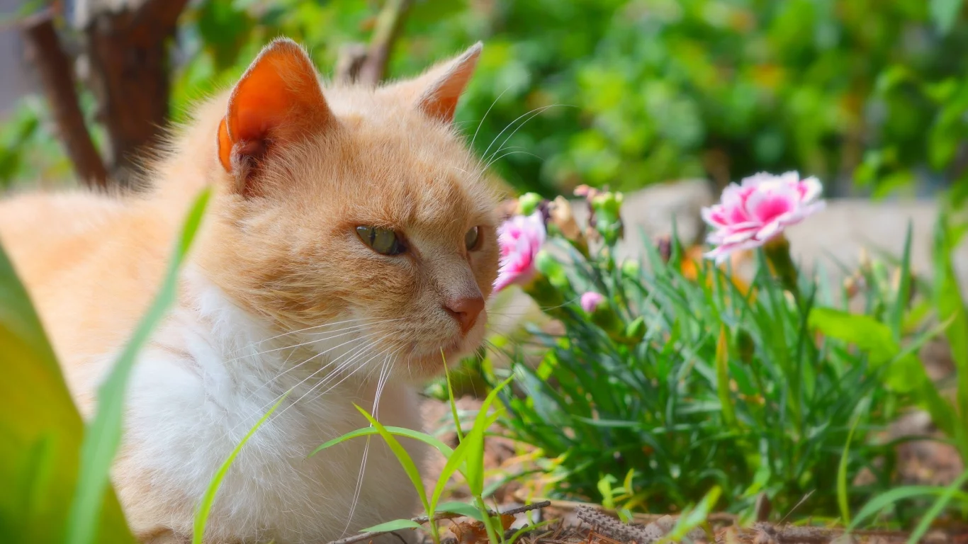 кошка, рыжая
