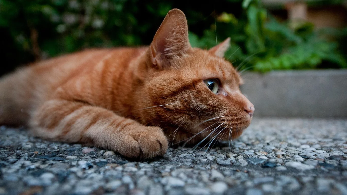 кот, взгляд