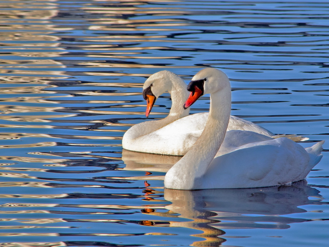Лебедь шипун. Лебеди (птицы). Лебеди на озере. К чему снятся лебеди на воде