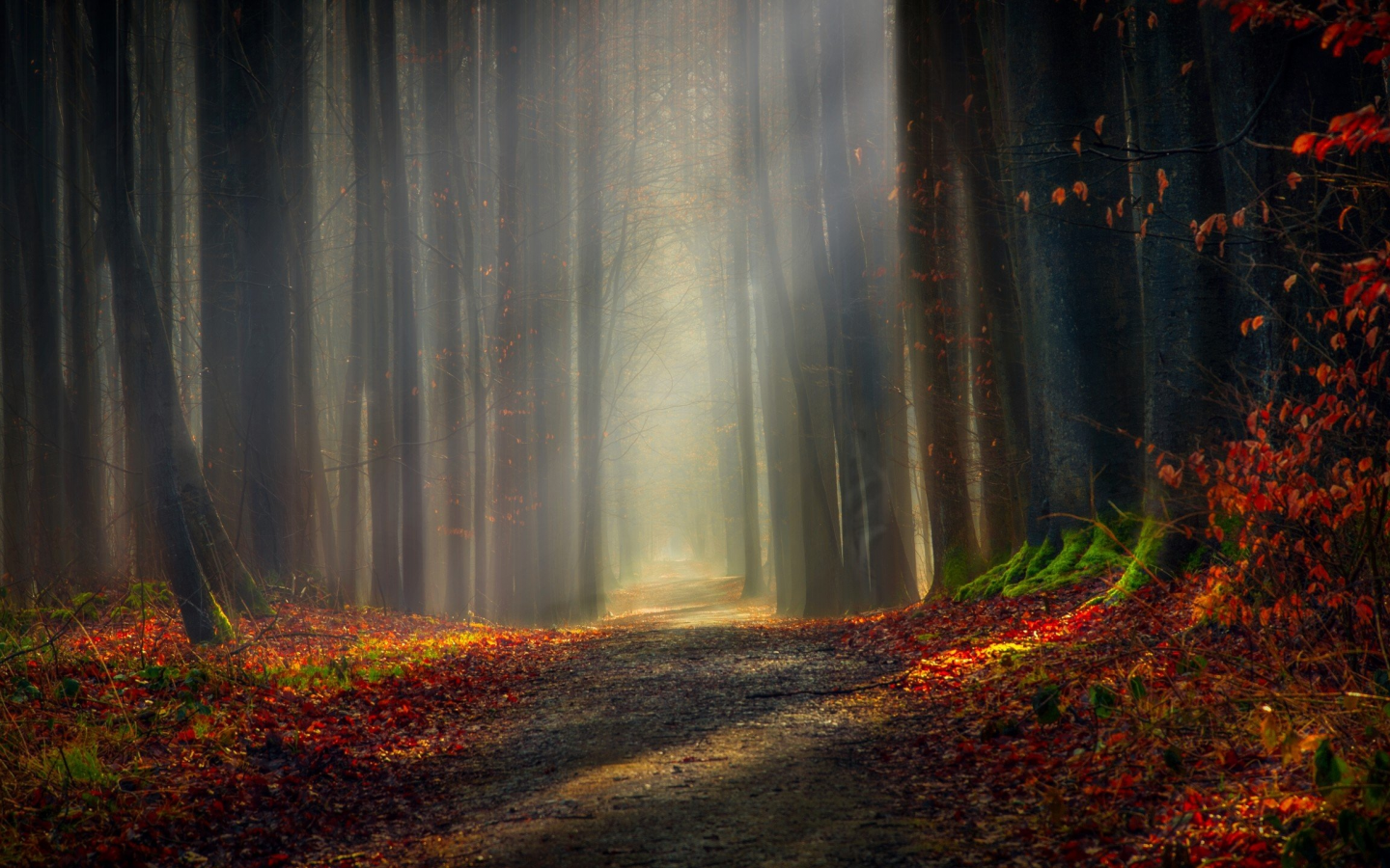 forest, outdoor, nature, shadow, light