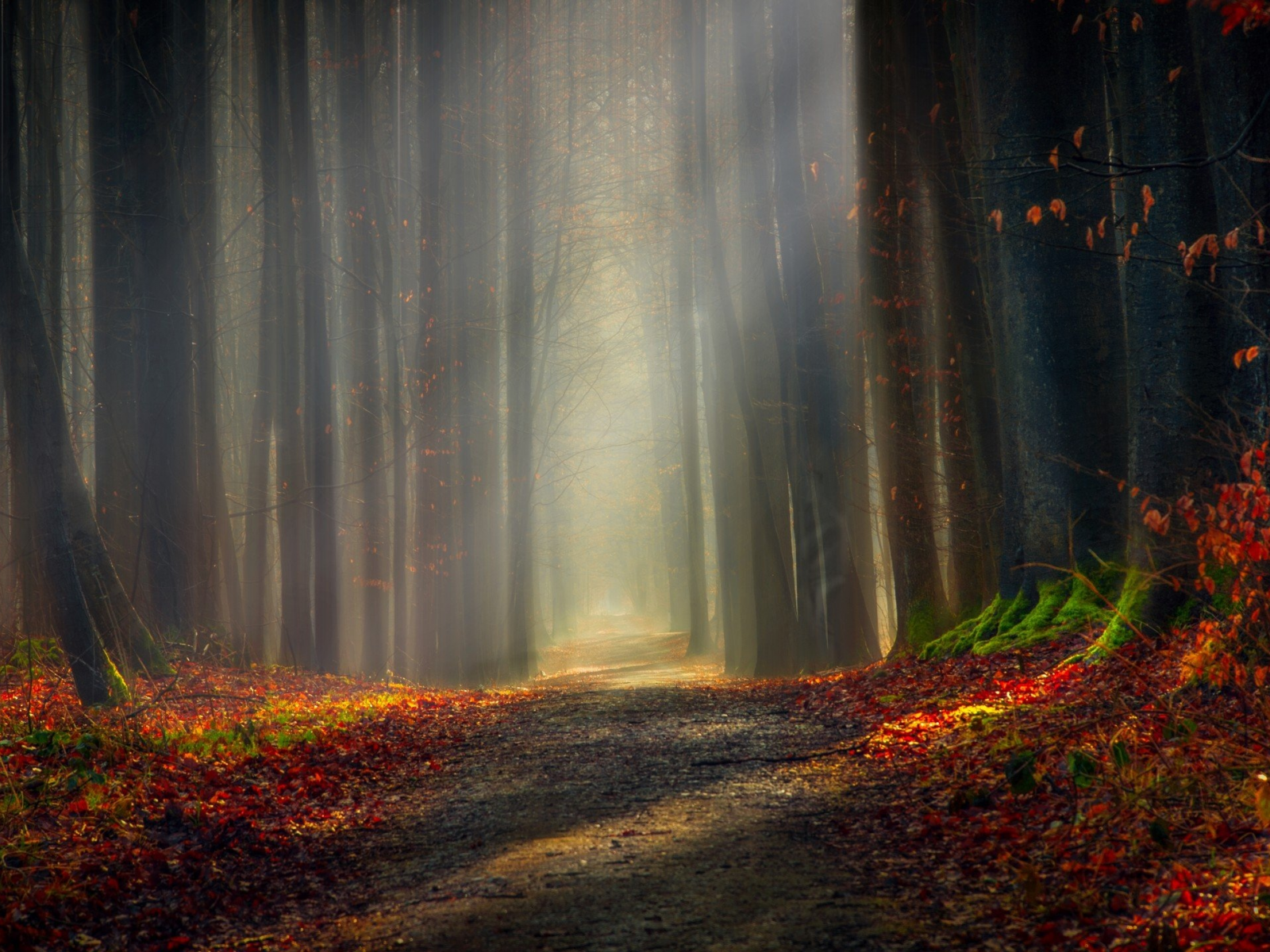 forest, outdoor, nature, shadow, light