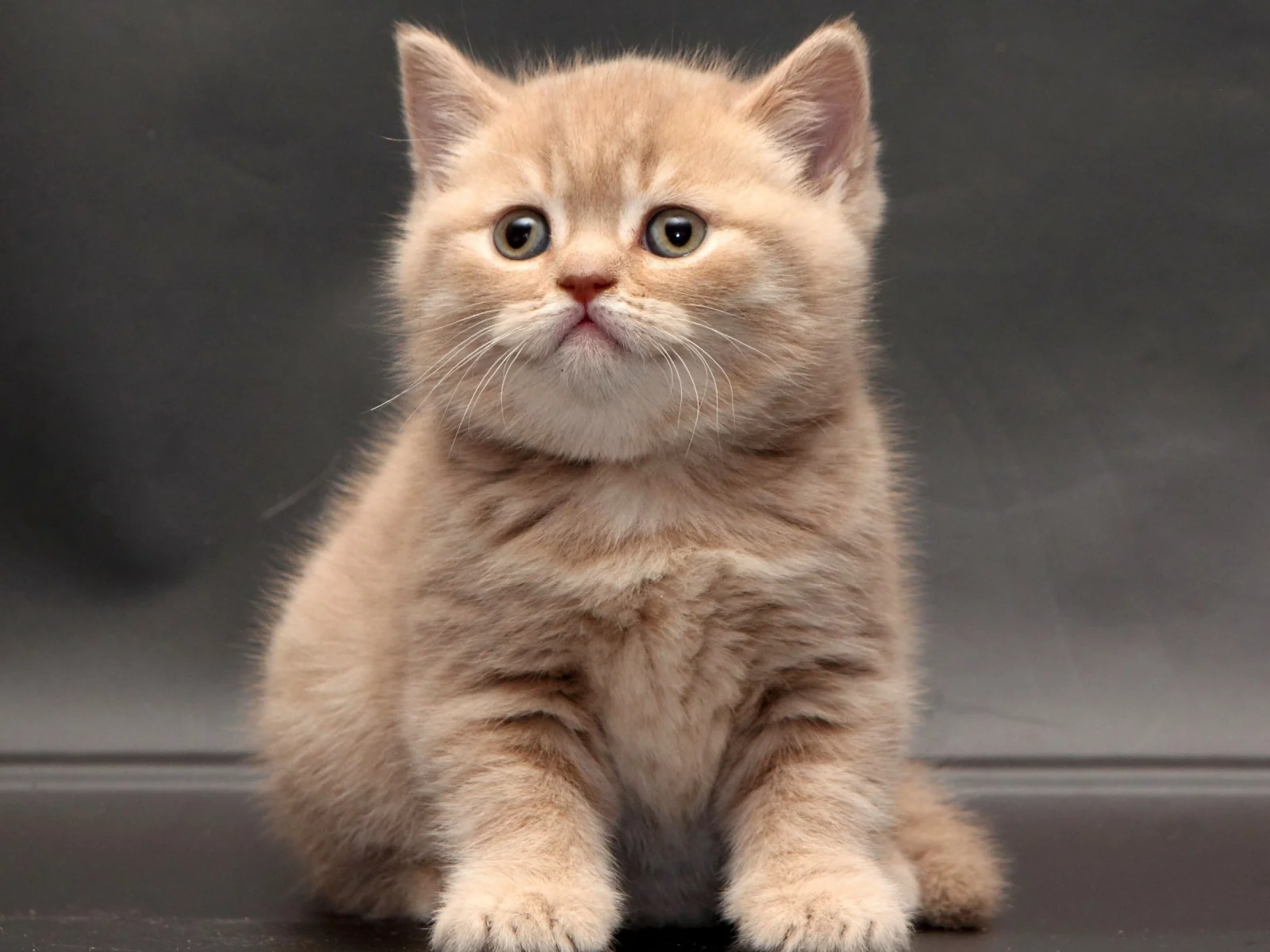 кошка, животные, взгляд