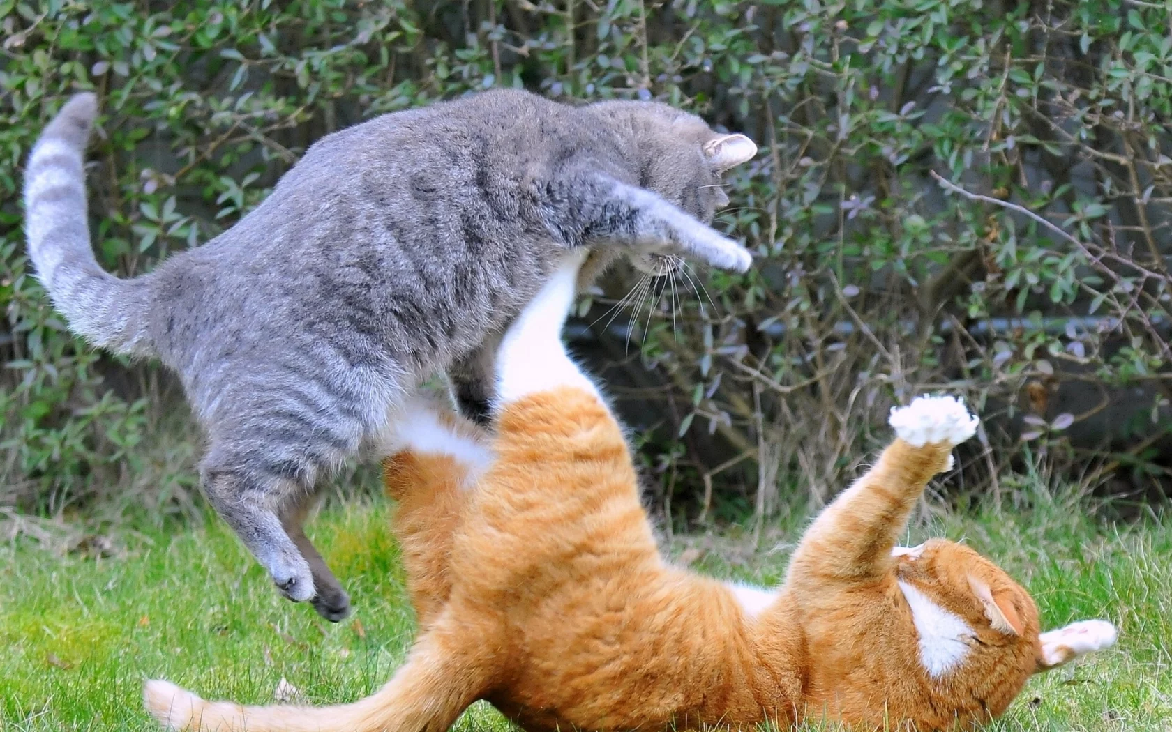 коты, схватка
