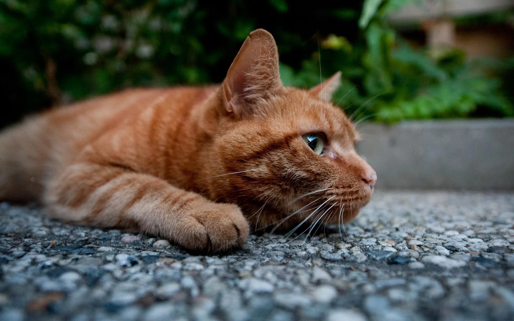 кот, взгляд