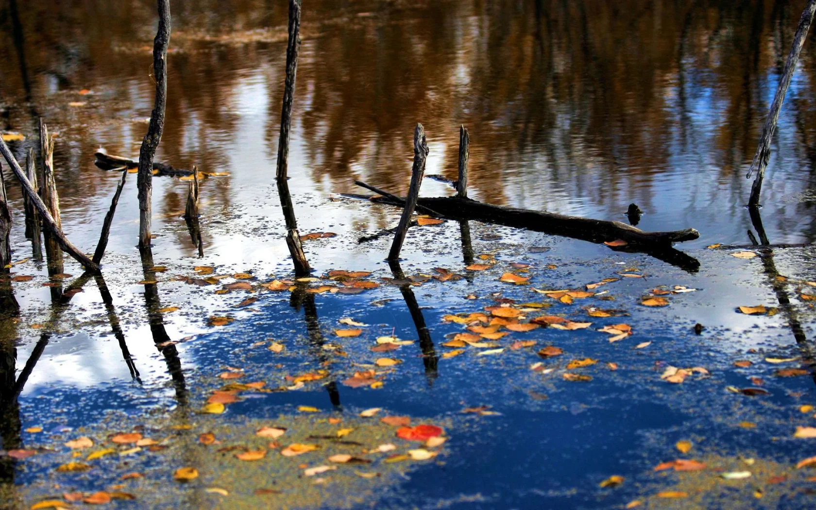 вода, листья, деревья