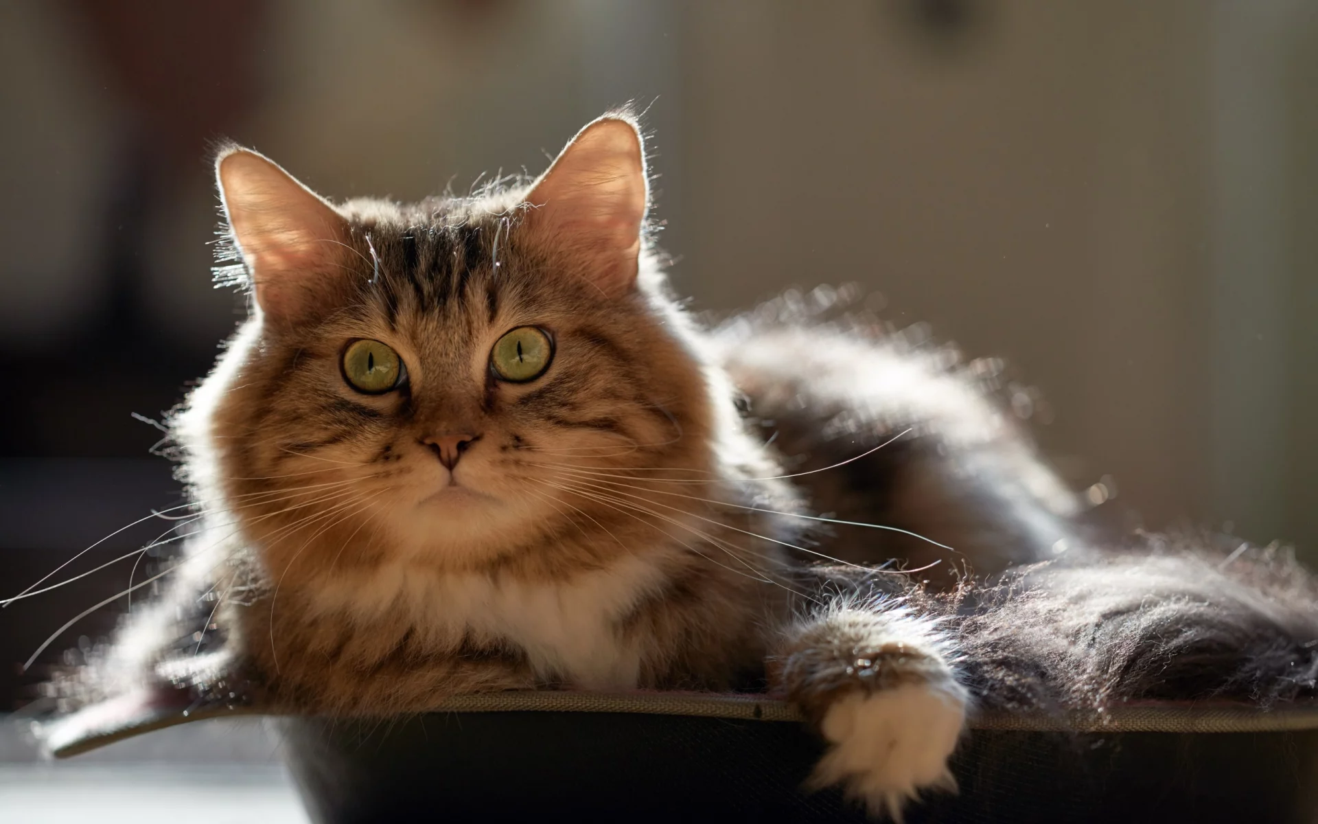 кот, взгляд, усы