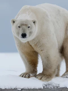 снег, белый медведь