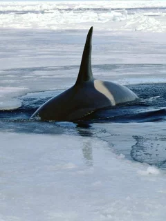 косатка, лёд, вода