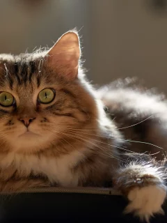 кот, взгляд, усы