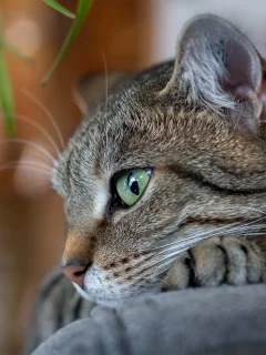 кот, взгляд, усы