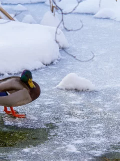утка, вода, снег, лёд