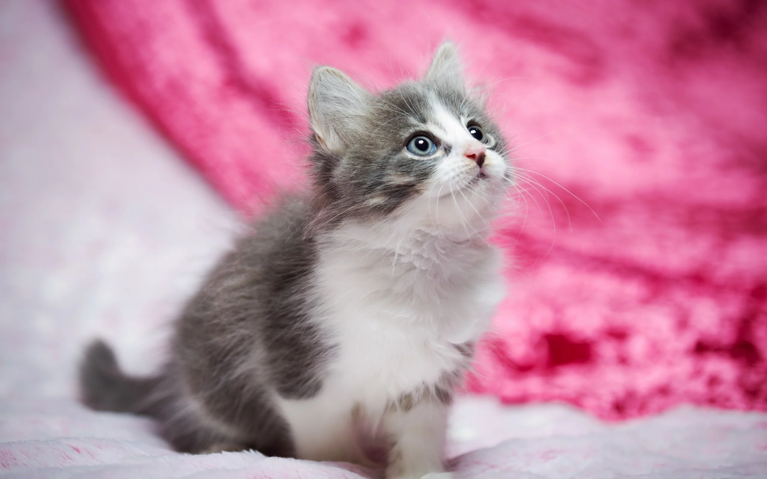 котёнок, взгляд