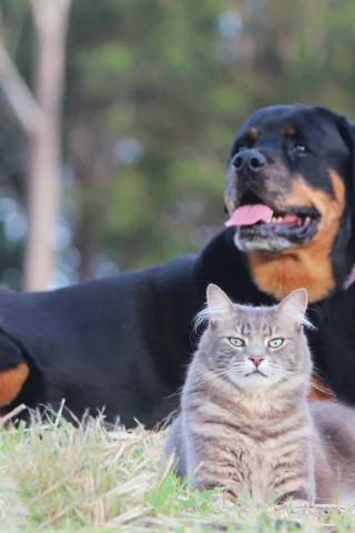 кошка, собака, на природе