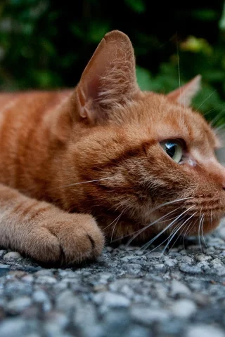 кот, взгляд
